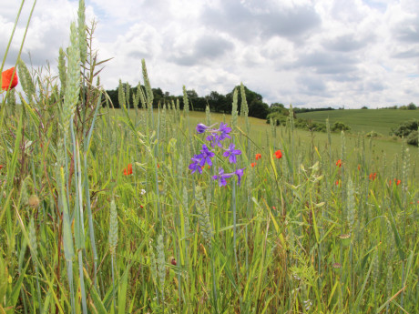 wiese bei germete  naturpark